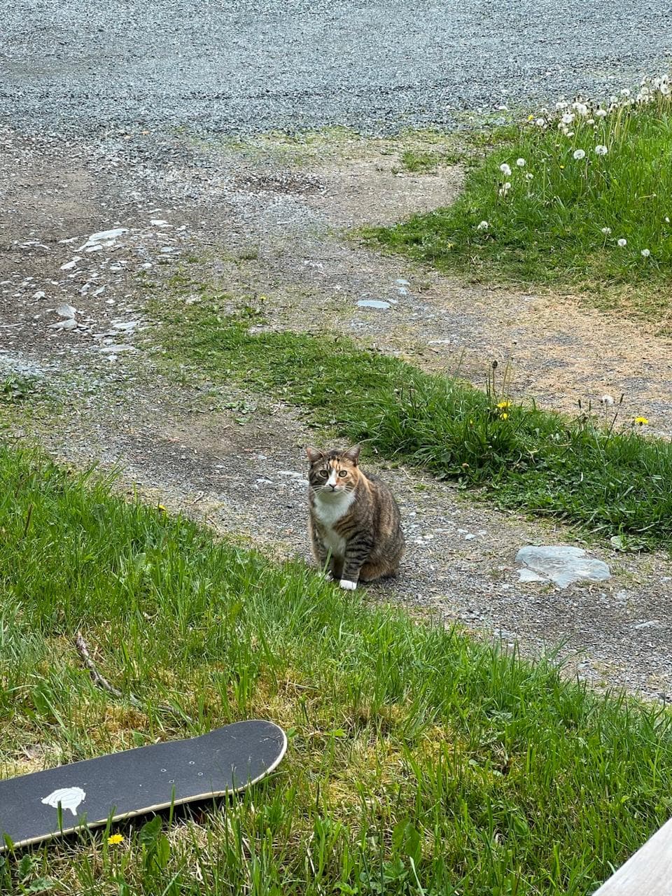 Skater Cat Tony Pawk